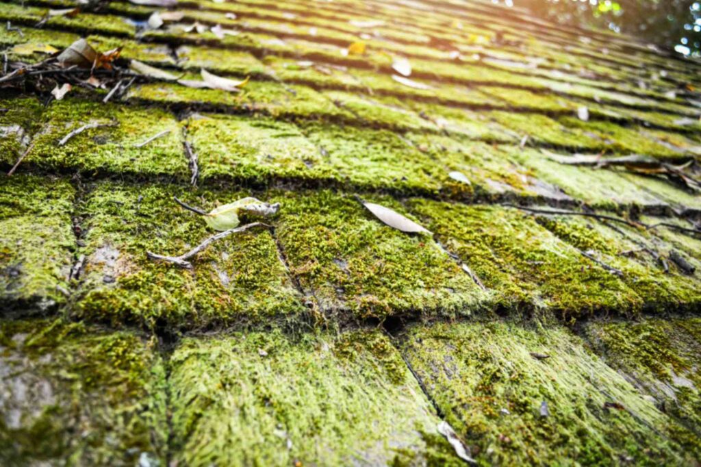 Clean moss off roof