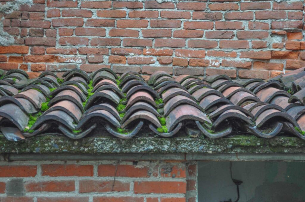 Moss on roof